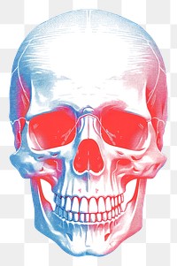 PNG Skull anatomy biology brain. 