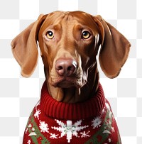 PNG Vizsla christmas portrait sweater mammal animal. AI generated Image by rawpixel.