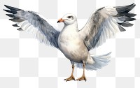 PNG Seagull cartoon animal flying. AI generated Image by rawpixel.
