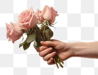 PNG  Hand holding rose bouquet painting flower finger. 