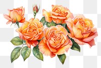 PNG  Pastel orange rose bouquet pattern flower plant. AI generated Image by rawpixel.