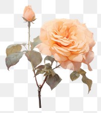 PNG  Orange rose painting flower plant. AI generated Image by rawpixel.