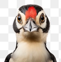 PNG Great Spotted Woodpecker animal bird beak. 