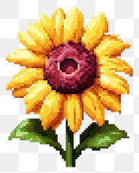 PNG Sunflower plant art inflorescence. AI generated Image by rawpixel.