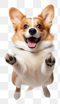 PNG Excited dog mammal animal pet. AI generated Image by rawpixel.