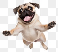 PNG Excited dog pug mammal animal. AI generated Image by rawpixel.