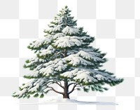PNG Pine tree pine christmas plant. AI generated Image by rawpixel.