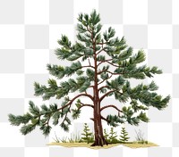 PNG Pine plant tree tranquility. AI generated Image by rawpixel.