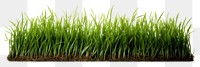 PNG Grass plant lawn agriculture. AI generated Image by rawpixel.