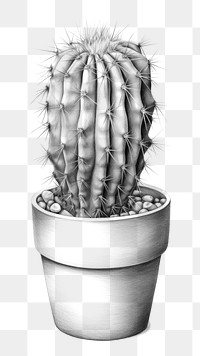 PNG Cactus drawing sketch plant. AI generated Image by rawpixel.