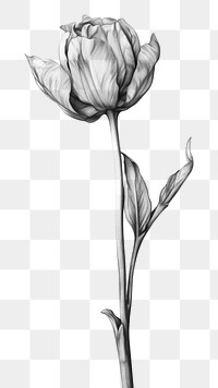 PNG Boquet drawing sketch white. 