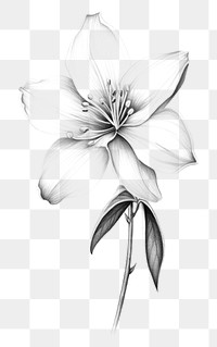 PNG Realistic pencil vintage drawing *jasmine flower* pencil sketch texture, black & white color,minimal , isolated on white paper, isolated --s 0 --ar 2:3