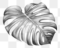 PNG Monstera leaf drawing sketch plant. AI generated Image by rawpixel.