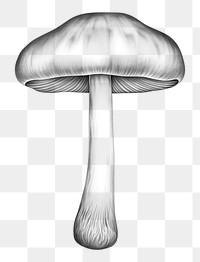 PNG Mushroom drawing sketch fungus