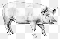 PNG Pig drawing sketch mammal. AI generated Image by rawpixel.