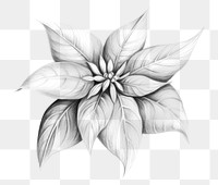 PNG Poinsettia drawing sketch white. 