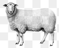 PNG Sheep drawing sketch livestock