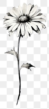 PNG  Daisy flower petal plant white. AI generated Image by rawpixel.