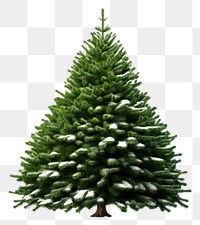 PNG Christmas plant tree pine