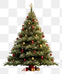 PNG Christmas plant tree pine