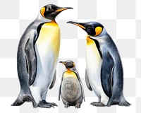 PNG Penguin animal bird king penguin, digital paint illustration. AI generated image