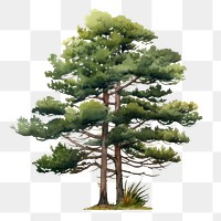 PNG Tree pine plant fir