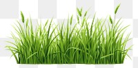 PNG Grass plant green lawn. 