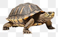 PNG Turtle reptile animal  