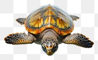 PNG Turtle reptile animal white background. AI generated Image by rawpixel.