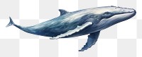 PNG Whale drawing animal mammal. AI generated Image by rawpixel.