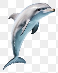 PNG A dolphin animal mammal fish. 