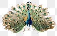 PNG A peacock drawing feather animal