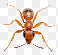 PNG Ant animal insect white background. AI generated Image by rawpixel.