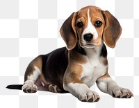 PNG Dog beagle animal mammal. 