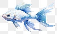 PNG Fish animal white background underwater. AI generated Image by rawpixel.