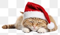 PNG Christmas cat mammal animal kitten. 