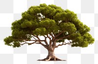 PNG  Tree plant white background tranquility. AI generated Image by rawpixel.
