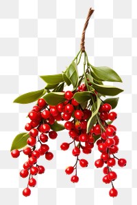 PNG  Plant hanging cherry fruit. AI generated Image by rawpixel.