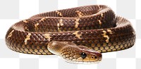 PNG Snake reptile animal white background. AI generated Image by rawpixel.