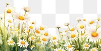 PNG Daisy backgrounds outdoors flower. 