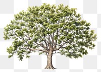PNG Watercolor beech tree drawing sketch plant. AI generated Image by rawpixel.