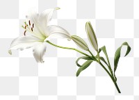 PNG Belladonna lily flower plant white