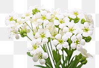 PNG Candytuft blossom flower petal. AI generated Image by rawpixel.