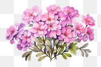 PNG Candytuft watercolor blossom flower petal. AI generated Image by rawpixel.