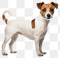 PNG  Jack russell terrier dog standing mammal. AI generated Image by rawpixel.