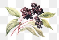 PNG Elderberry watercolor grapes plant fruit. 