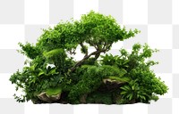 PNG Greenery bonsai nature plant. AI generated Image by rawpixel.