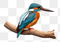 PNG Kingfisher animal bird beak. AI generated Image by rawpixel.