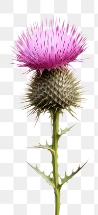 PNG  Spear thistle flower plant white background. AI generated Image by rawpixel.