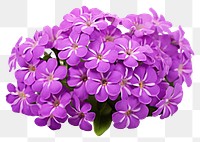 PNG Purple candytuft blossom flower lilac. AI generated Image by rawpixel.